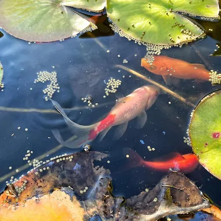 Le Panoramique Séjour chez l'habitant